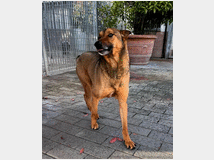 5389022 in regalo CANE