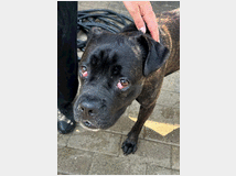 5389181 in regalo CANE