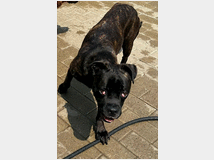 5389182 in regalo CANE