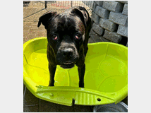 5389183 in regalo CANE