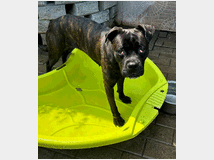 5389184 in regalo CANE