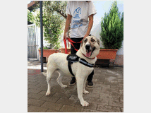 5389710 in regalo CAGNOLINA