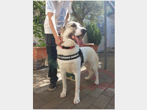 5389711 in regalo CAGNOLINA