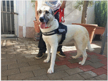 5389712 in regalo CAGNOLINA