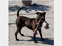In regalo cane meticcio