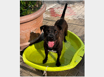 5389785 in regalo CANE