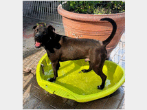 5389786 in regalo CANE