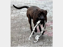 5389787 in regalo CANE