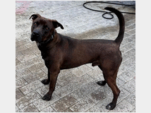 5389788 in regalo CANE