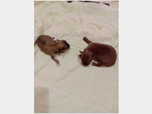 5391109 Chihuahua toy