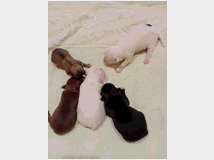 5391110 Chihuahua toy