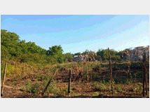 5391877 terreno edificabile mq6000