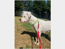 In regalo cagnolina dogo argentino