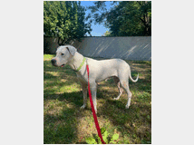 5392461 in regalo CAGNOLINA