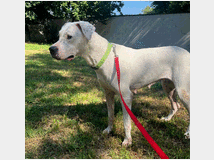 5392462 in regalo CAGNOLINA
