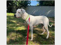 5392463 in regalo CAGNOLINA