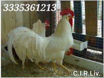 5394314 Galline livornesi in
