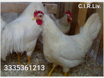 5394316 Galline livornesi in