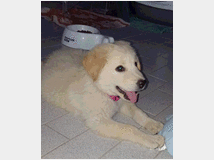 In regalo cuccioli 3 mesi mix labrador