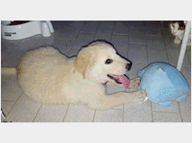 5395269 in regalo Cuccioli