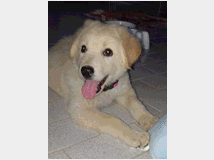 5395270 in regalo Cuccioli