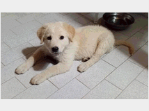 5395271 in regalo Cuccioli