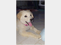 5395272 in regalo Cuccioli