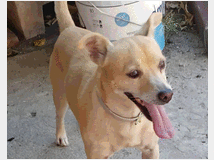 In regalo spritz simil pinscher 4 anni