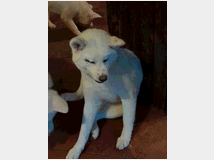 5398991 Akita inu 