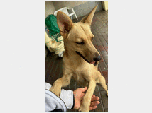 In regalo cane meticcio