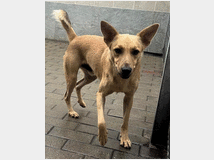5399045 in regalo CANE