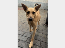 5399046 in regalo CANE