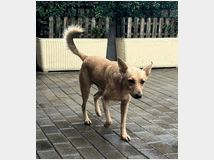 5399047 in regalo CANE