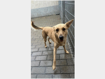 5399048 in regalo CANE