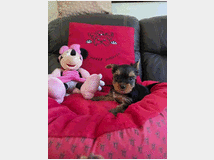 5399422 in regalo chiot