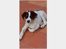 In regalo layka 5 mesi futura tg media
