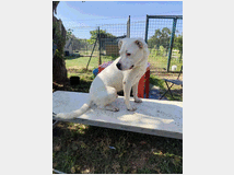 In regalo simba pitbull adozione cuore