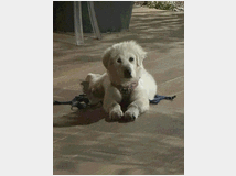 5400559 CANE DA MONTAGNA