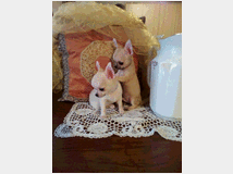 5400566 Chihuahua cuccioli cane