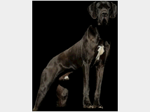 5400961 Cane alano