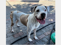 5401778 in regalo CANE