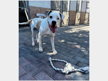5401779 in regalo CANE