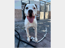 5401780 in regalo CANE