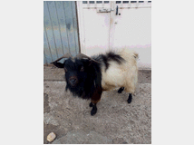 5401950 maschio capra tibetana