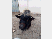 5401951 maschio capra tibetana