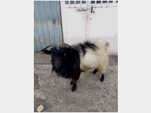 5401952 maschio capra tibetana