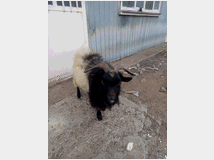 5401953 maschio capra tibetana