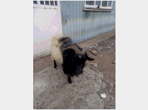 5401954 maschio capra tibetana