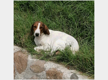 In regalo bella segugia maremmana 4 anni