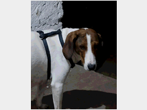 5401990 in regalo BELLA